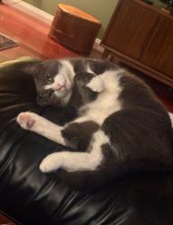 Lost Male Cat last seen Argonne st, San Diego, CA 92117