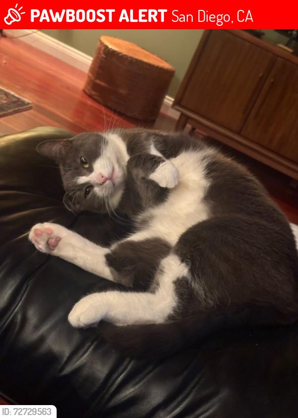 Lost Male Cat last seen Argonne st, San Diego, CA 92117