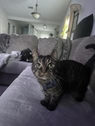 Lost Male Cat last seen Hardscrabble Rd, Columbia, SC 29229