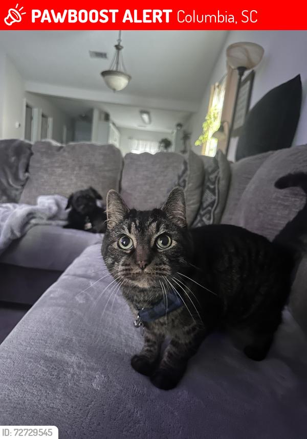 Lost Male Cat last seen Hardscrabble Rd, Columbia, SC 29229