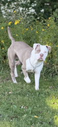 Lost Male Dog last seen Near s oglesby ave , Chicago, IL 60617