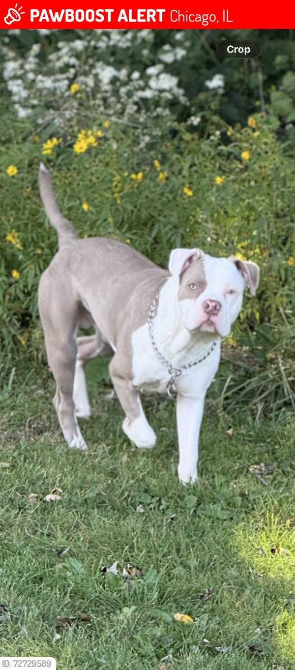 Lost Male Dog last seen Near s oglesby ave , Chicago, IL 60617