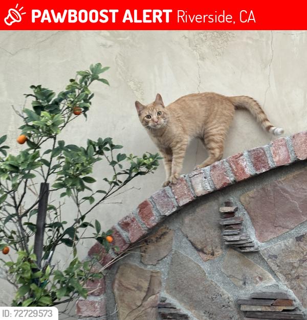 Lost Male Cat last seen Lochmoor Dr, Riverside, CA 92507