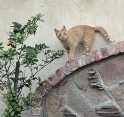 Lost Male Cat last seen Lochmoor Dr, Riverside, CA 92507