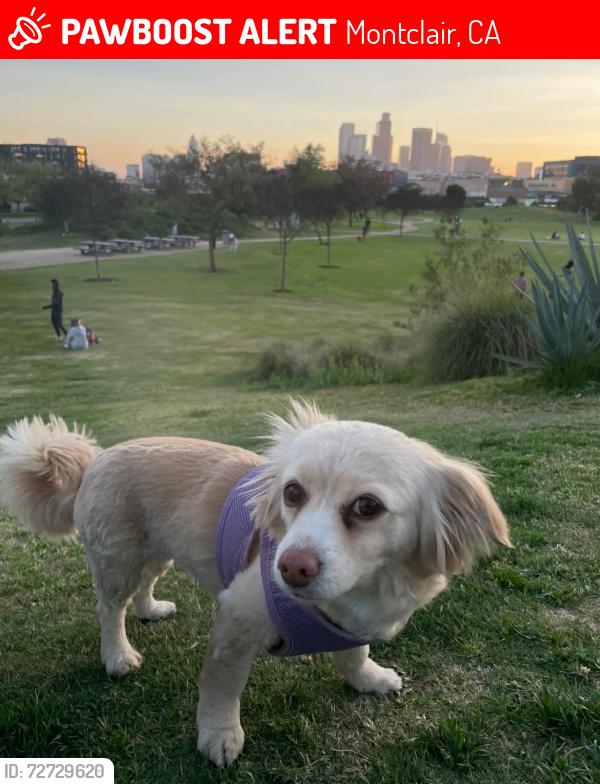 Lost Female Dog last seen Monte Vista & Bandera off Camarena MONTCLAIR CA , Montclair, CA 91763
