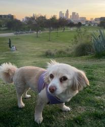 Lost Female Dog last seen Monte Vista & Bandera off Camarena MONTCLAIR CA , Montclair, CA 91763