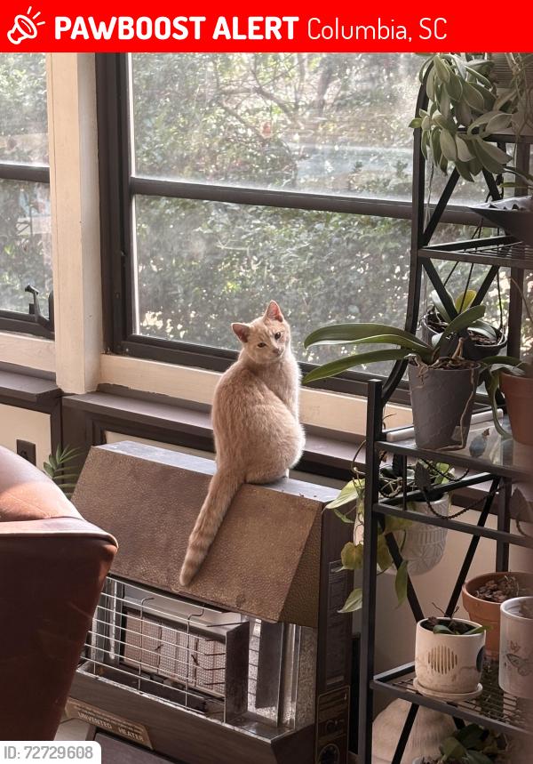 Lost Male Cat last seen Briarwood Community , Columbia, SC 29223