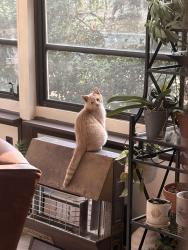 Lost Male Cat last seen Briarwood Community , Columbia, SC 29223