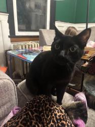 Lost Male Cat last seen Edgewood avenue, Johnstown, PA 15906