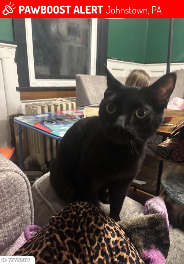 Lost Male Cat last seen Edgewood avenue, Johnstown, PA 15906