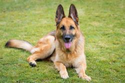 Found/Stray Male Dog last seen Fork Shoals, Fountain Inn, SC 29644