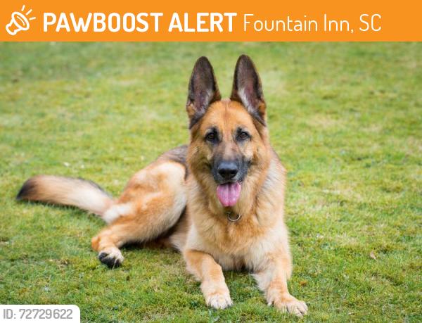 Found/Stray Male Dog last seen Fork Shoals, Fountain Inn, SC 29644