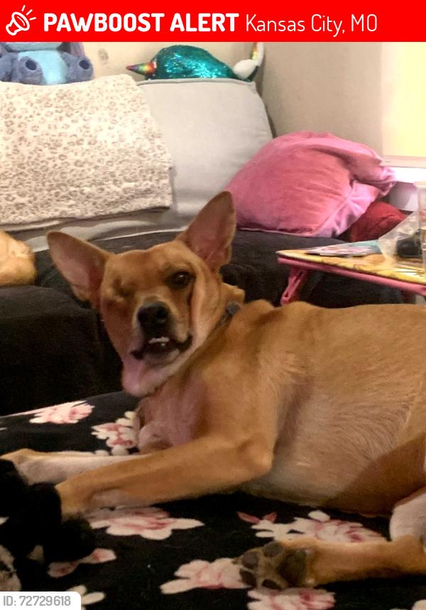Lost Female Dog last seen 31st and topping ave, Kansas City, MO 64129