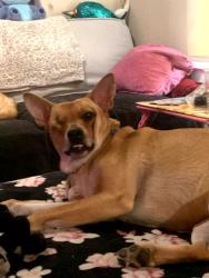 Lost Female Dog last seen 31st and topping ave, Kansas City, MO 64129