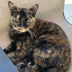 Lost Female Cat last seen Summerfield, Wilmington, NC 28405