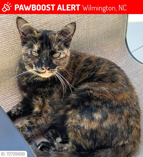 Lost Female Cat last seen Summerfield, Wilmington, NC 28405