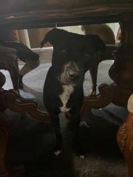 Lost Male Dog last seen My house, Oklahoma City, OK 73107