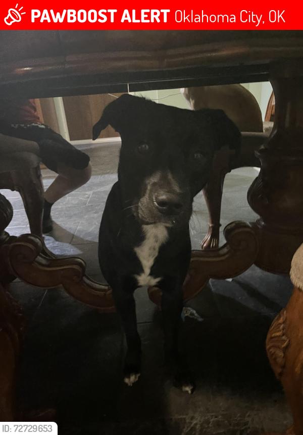Lost Male Dog last seen My house, Oklahoma City, OK 73107
