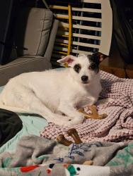 Lost Female Dog last seen Westport rd, chamberlain lane, brownsboro rd, Louisville, KY 40241