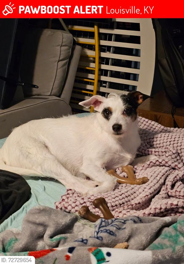 Lost Female Dog last seen Westport rd, chamberlain lane, brownsboro rd, Louisville, KY 40241