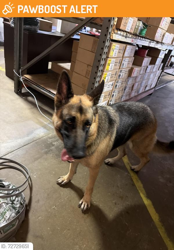 Found/Stray Unknown Dog last seen N Congress between westgate and haverhill , West Palm Beach, FL 33409