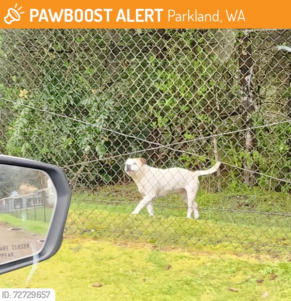 Found/Stray Male Dog last seen Pacific Avenue , Parkland, WA 98445