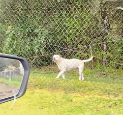 Found/Stray Male Dog last seen Pacific Avenue , Parkland, WA 98445