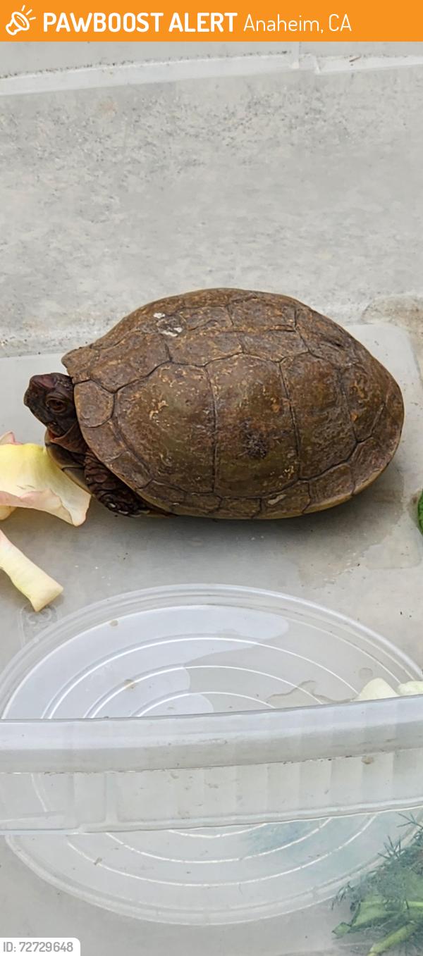 Found/Stray Unknown Reptile last seen Victoria and Broadview, Anaheim, Anaheim, CA 92804
