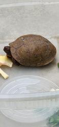 Found/Stray Unknown Reptile last seen Victoria and Broadview, Anaheim, Anaheim, CA 92804
