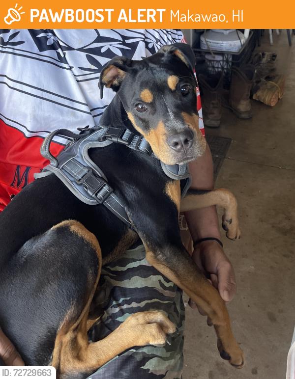 Found/Stray Unknown Dog last seen Paniolo Pl Makawao, Makawao, HI 96768