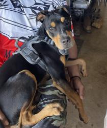 Found/Stray Unknown Dog last seen Paniolo Pl Makawao, Makawao, HI 96768