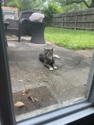 Found/Stray Unknown Cat last seen Woodglen, Missouri City, TX 77489