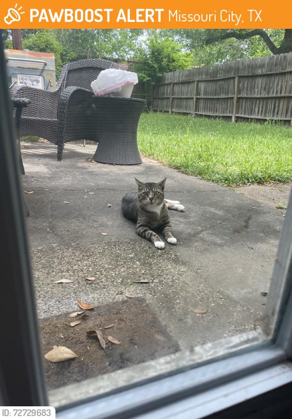 Found/Stray Unknown Cat last seen Woodglen, Missouri City, TX 77489