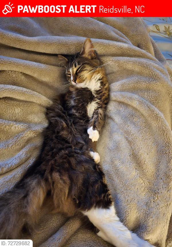 Lost Male Cat last seen Hancock Rd, Panel Rd, Reidsville, NC 27320