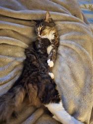 Lost Male Cat last seen Hancock Rd, Panel Rd, Reidsville, NC 27320