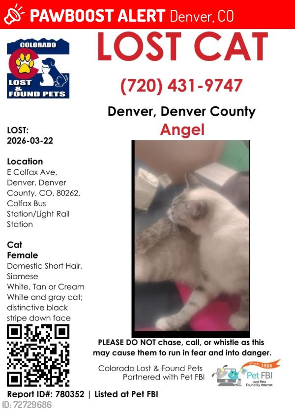 Lost Female Cat last seen Colfax station , Denver, CO 80204