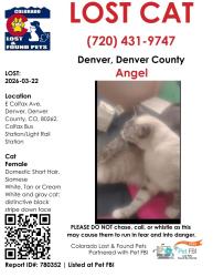 Lost Female Cat last seen Colfax station , Denver, CO 80204