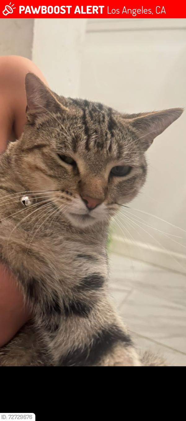 Lost Male Cat last seen Coronado Terrace and Marathon St, Los Angeles, CA 90026
