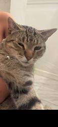 Lost Male Cat last seen Coronado Terrace and Marathon St, Los Angeles, CA 90026