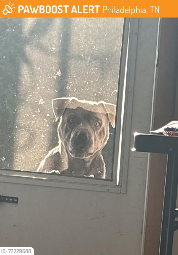 Found/Stray Male Dog last seen Dry fork valley volunteer fire station , Philadelphia, TN 37846