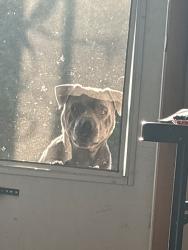 Found/Stray Male Dog last seen Dry fork valley volunteer fire station , Philadelphia, TN 37846