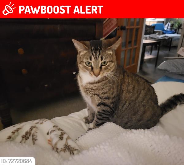 Lost Female Cat last seen Berringer Bluff in Indigo, North Charleston, SC 29418