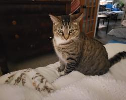Lost Female Cat last seen Berringer Bluff in Indigo, North Charleston, SC 29418