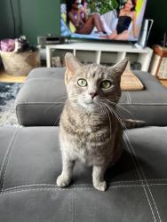 Lost Female Cat last seen Village on the Lake , Sherwood Park, AB T8A 4J3