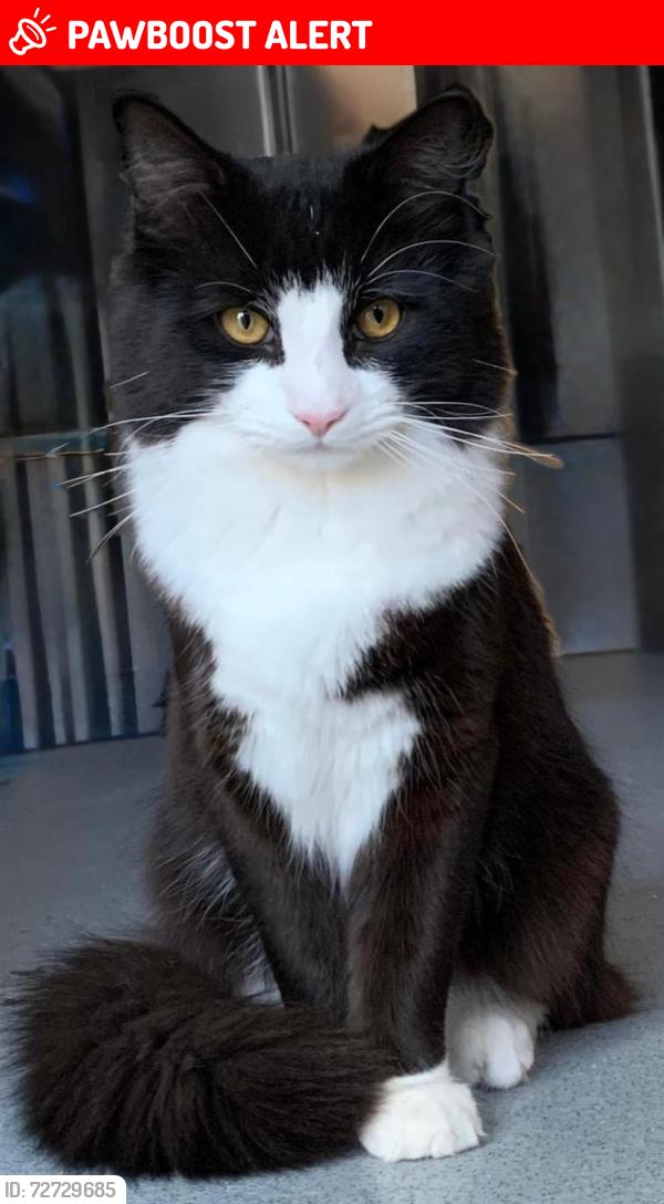 Lost Male Cat last seen Perry Hill, Lewisham , Greater London, England SE6
