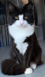 Lost Male Cat last seen Perry Hill, Lewisham , Greater London, England SE6