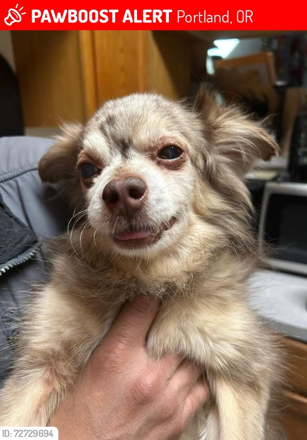 Lost Male Dog last seen Powell and 162nd Ave, Portland, OR 97236
