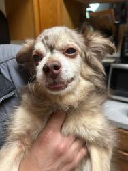Lost Male Dog last seen Powell and 162nd Ave, Portland, OR 97236