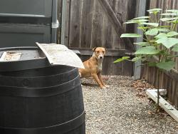 Found/Stray Male Dog last seen Allegheny Dr, Elmira, CA 95687