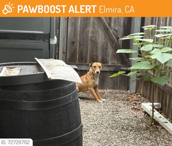 Found/Stray Male Dog last seen Allegheny Dr, Elmira, CA 95687